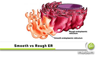 difference between rough and smooth er|rough and smooth er definition.